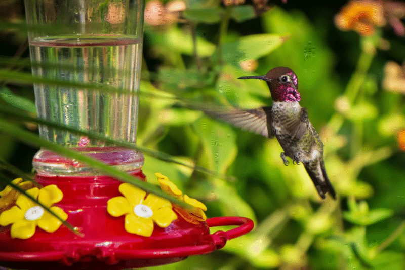 Choose the Safest Water to Use for Your Homemade Hummingbird Nectar With These Tips
