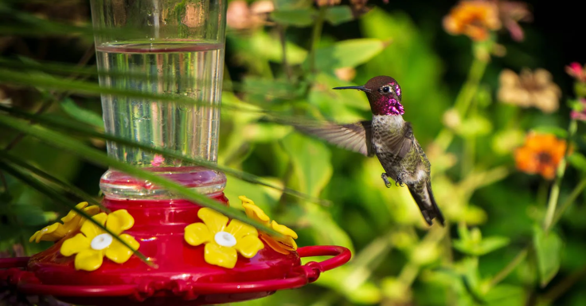 Choose the Safest Water to Use for Your Homemade Hummingbird Nectar With These Tips