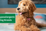 7 Hypoallergenic Dog Breeds That Won’t Trigger Your Allergies