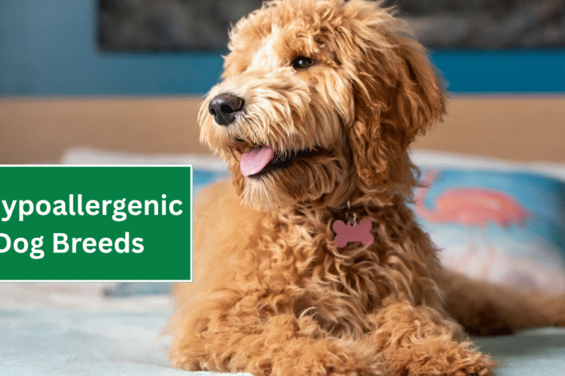 7 Hypoallergenic Dog Breeds That Won’t Trigger Your Allergies