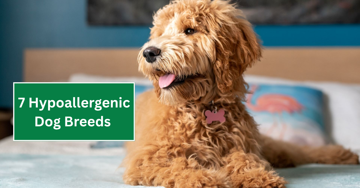 7 Hypoallergenic Dog Breeds That Won’t Trigger Your Allergies