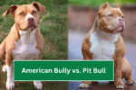 American Bully vs. Pit Bull: What’s the Real Difference?