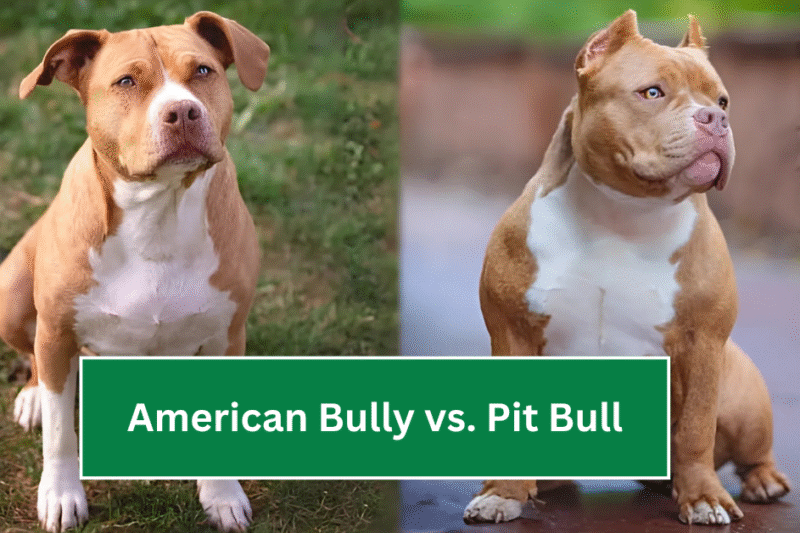 American Bully vs. Pit Bull: What’s the Real Difference?
