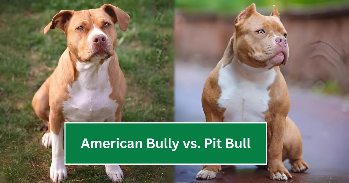 American Bully vs. Pit Bull: What’s the Real Difference?