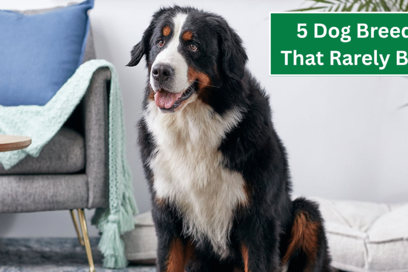 5 Dog Breeds That Rarely Bark—Perfect for Apartment Living