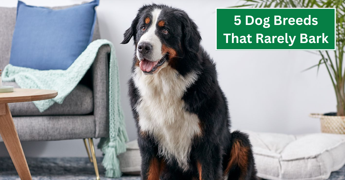 5 Dog Breeds That Rarely Bark—Perfect for Apartment Living